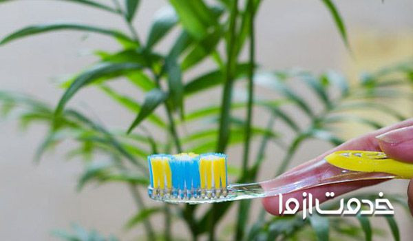 پاک کردن گرد و غباراز سطح گیاهان با مسواک 